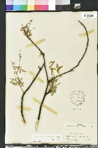 Desmodium incanum image