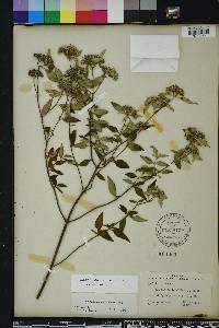 Pycnanthemum albescens image