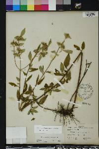 Pycnanthemum albescens image