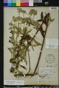 Pycnanthemum pycnanthemoides image