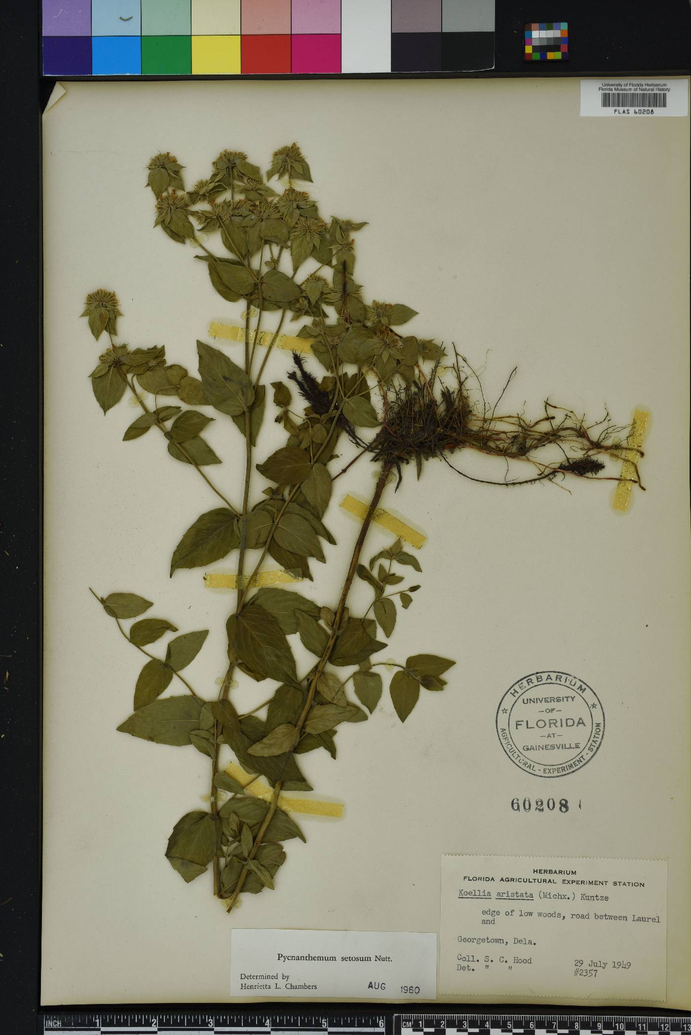 Pycnanthemum setosum image