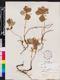 Cornus canadensis image