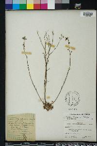 Linaria floridana image