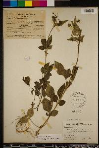 Bidens alba image