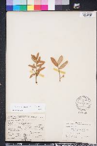 Quercus geminata image