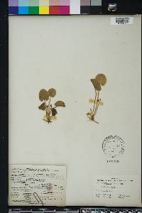 Centella asiatica image