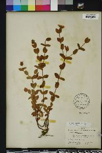 Hypericum tetrapetalum image