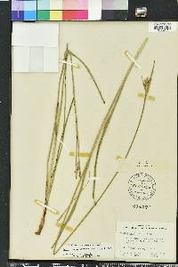 Scleria triglomerata image