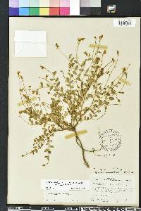 Crotalaria rotundifolia image