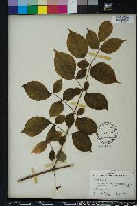 Aralia spinosa image