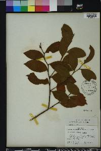 Lyonia lucida image