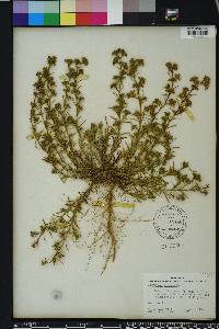 Polypremum procumbens image