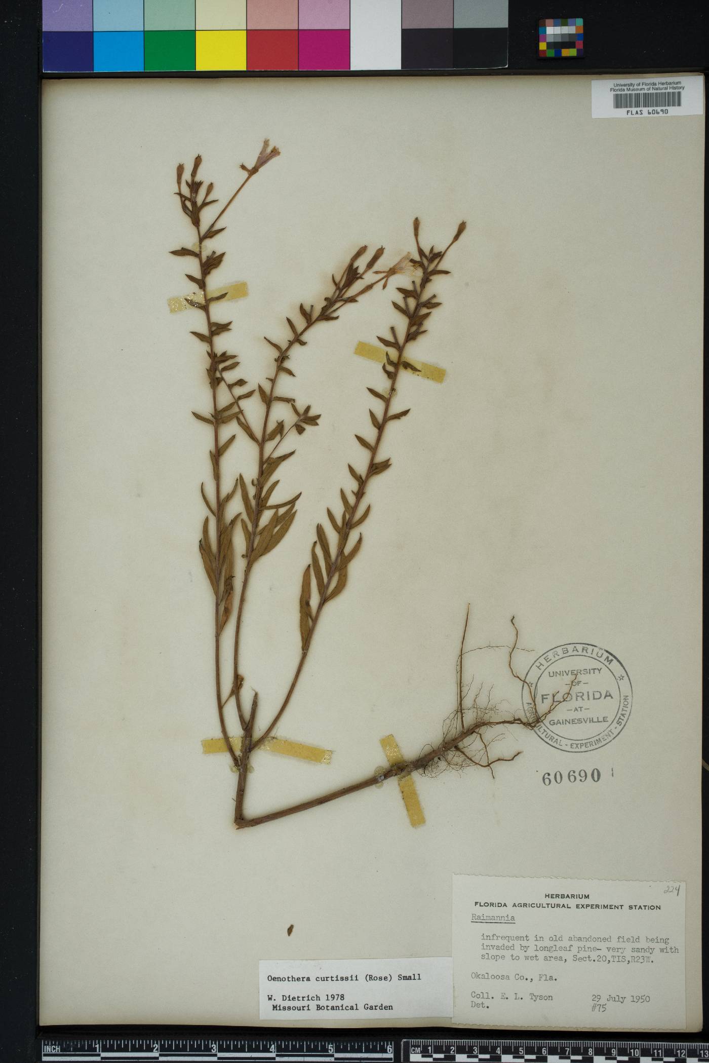 Oenothera curtissii image