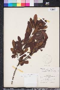 Myrica heterophylla image