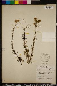 Chrysopsis gossypina subsp. hyssopifolia image