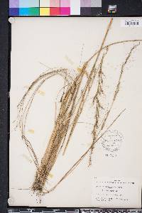 Aristida purpurascens var. virgata image