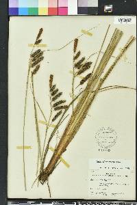 Carex glaucescens image