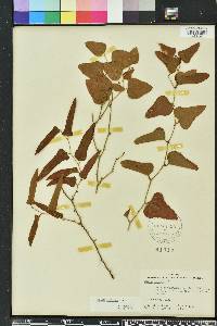 Smilax bona-nox image