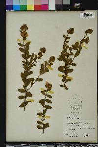 Hypericum crux-andreae image