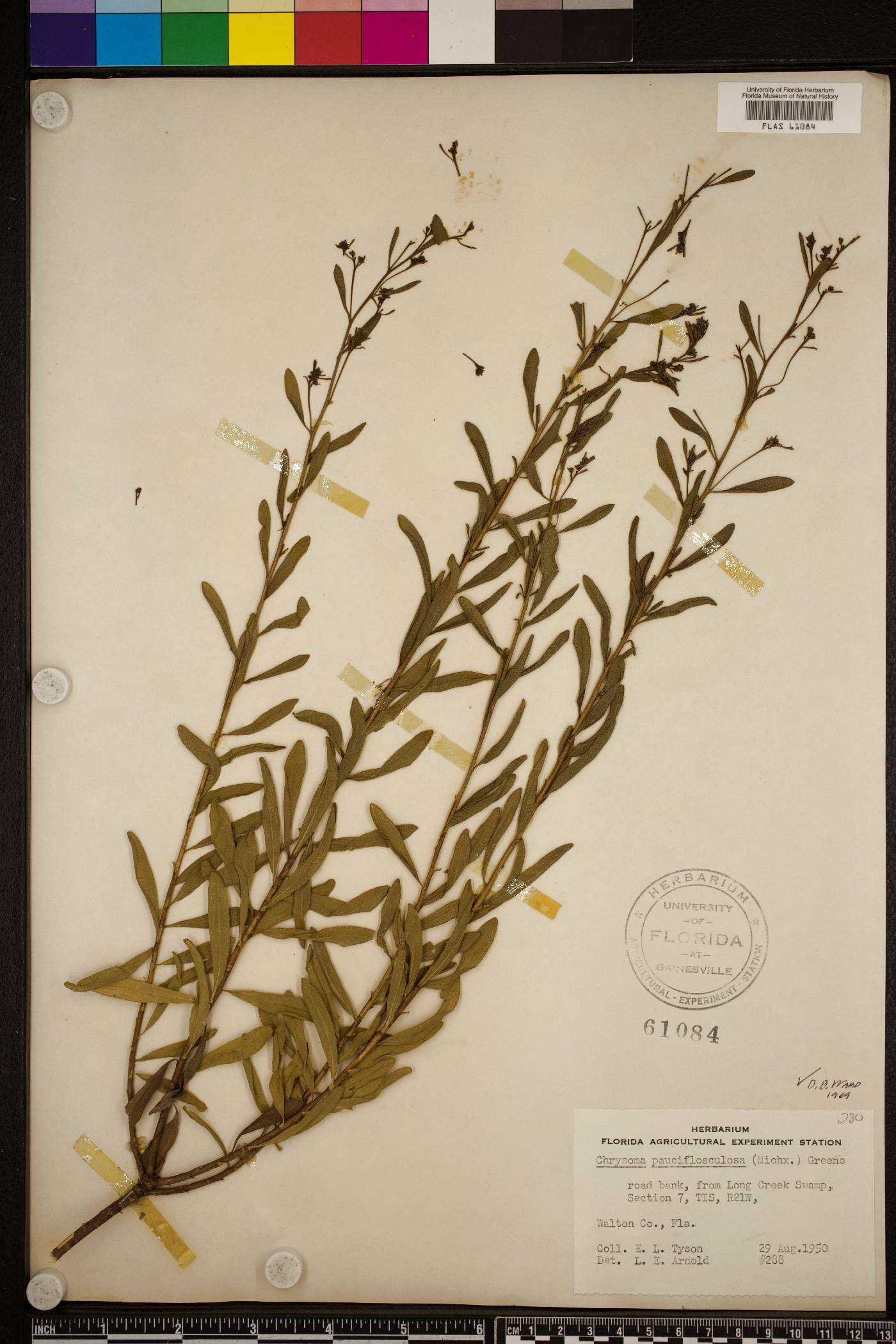 Chrysoma pauciflosculosa image