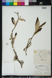 Pterocaulon pycnostachyum image