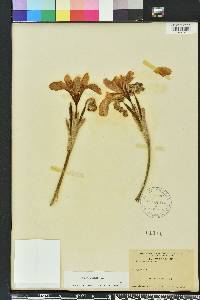 Iris virginica image