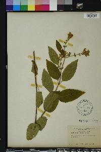 Scutellaria incana image