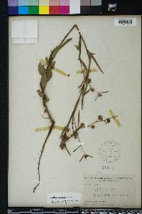 Ludwigia maritima image