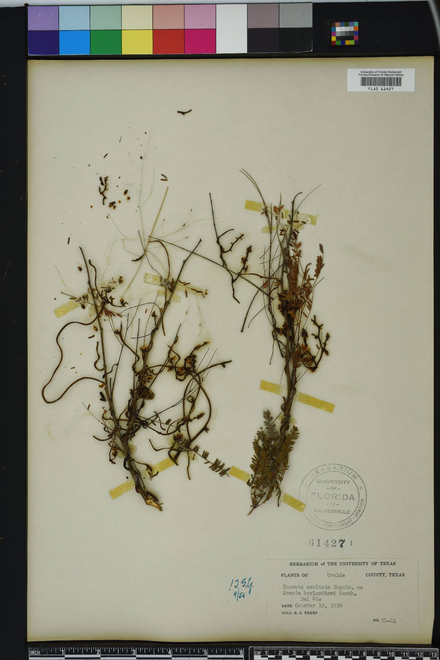 Cuscuta exaltata image