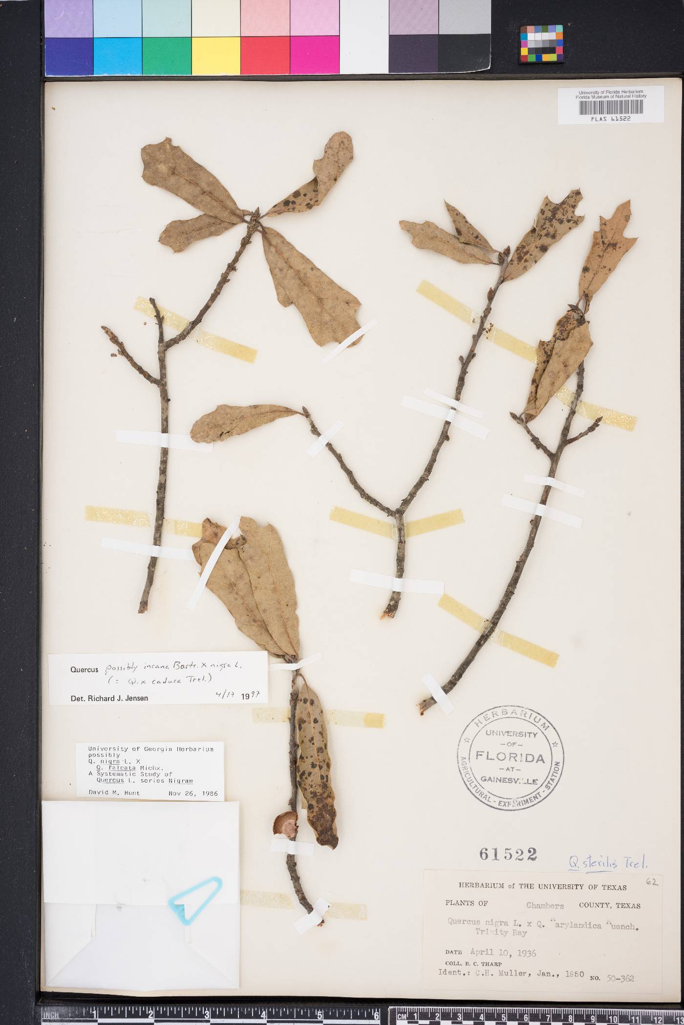 Quercus x caduca image