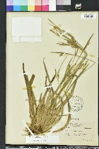 Carex striatula image