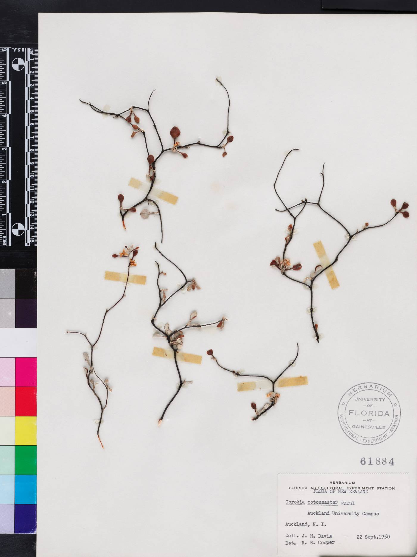 Corokia cotoneaster image