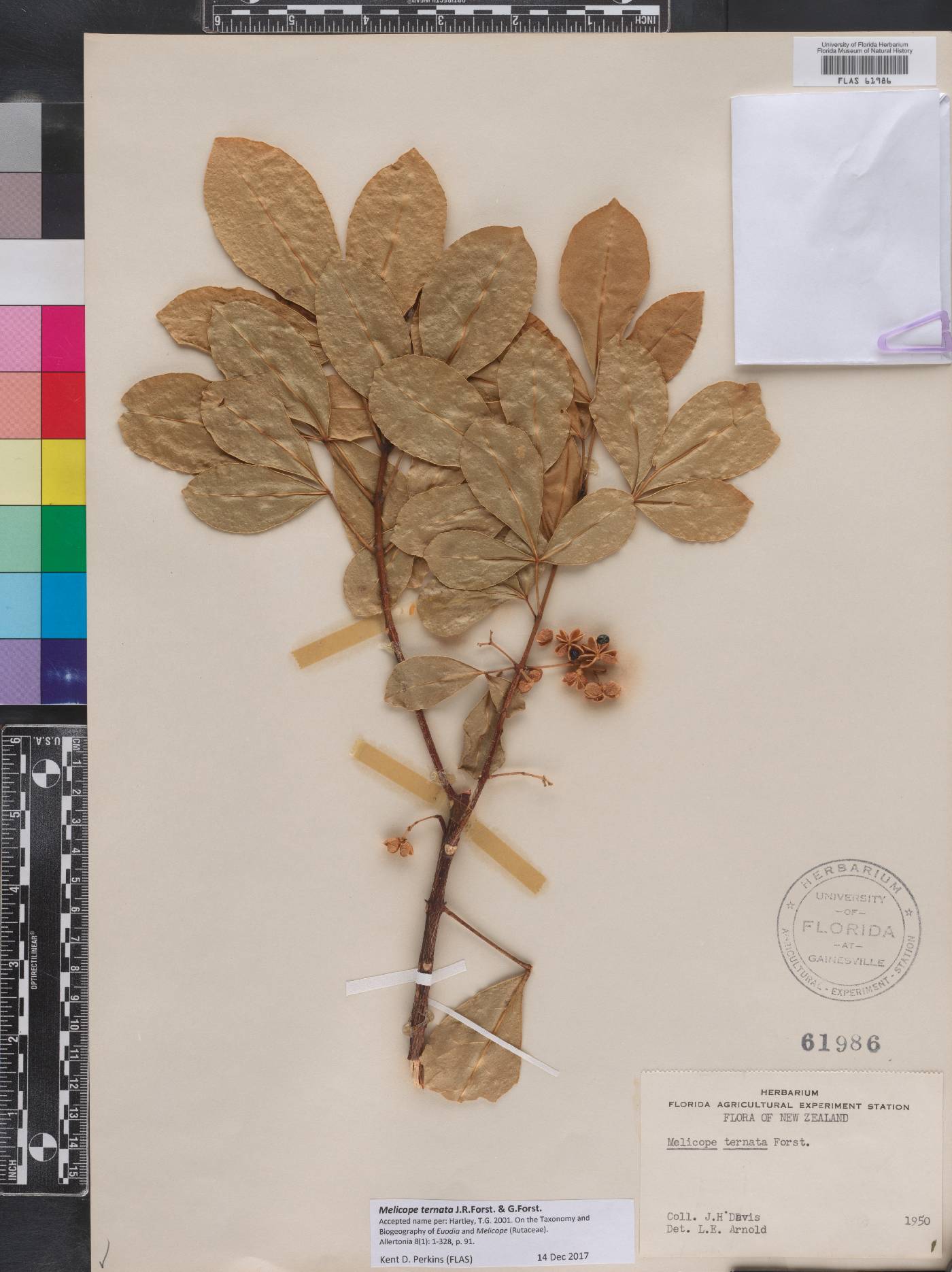 Melicope ternata image