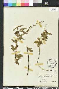 Desmodium incanum image