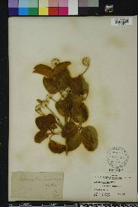 Clematis paniculata image