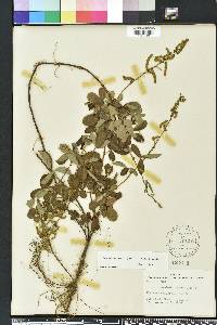 Desmodium incanum image