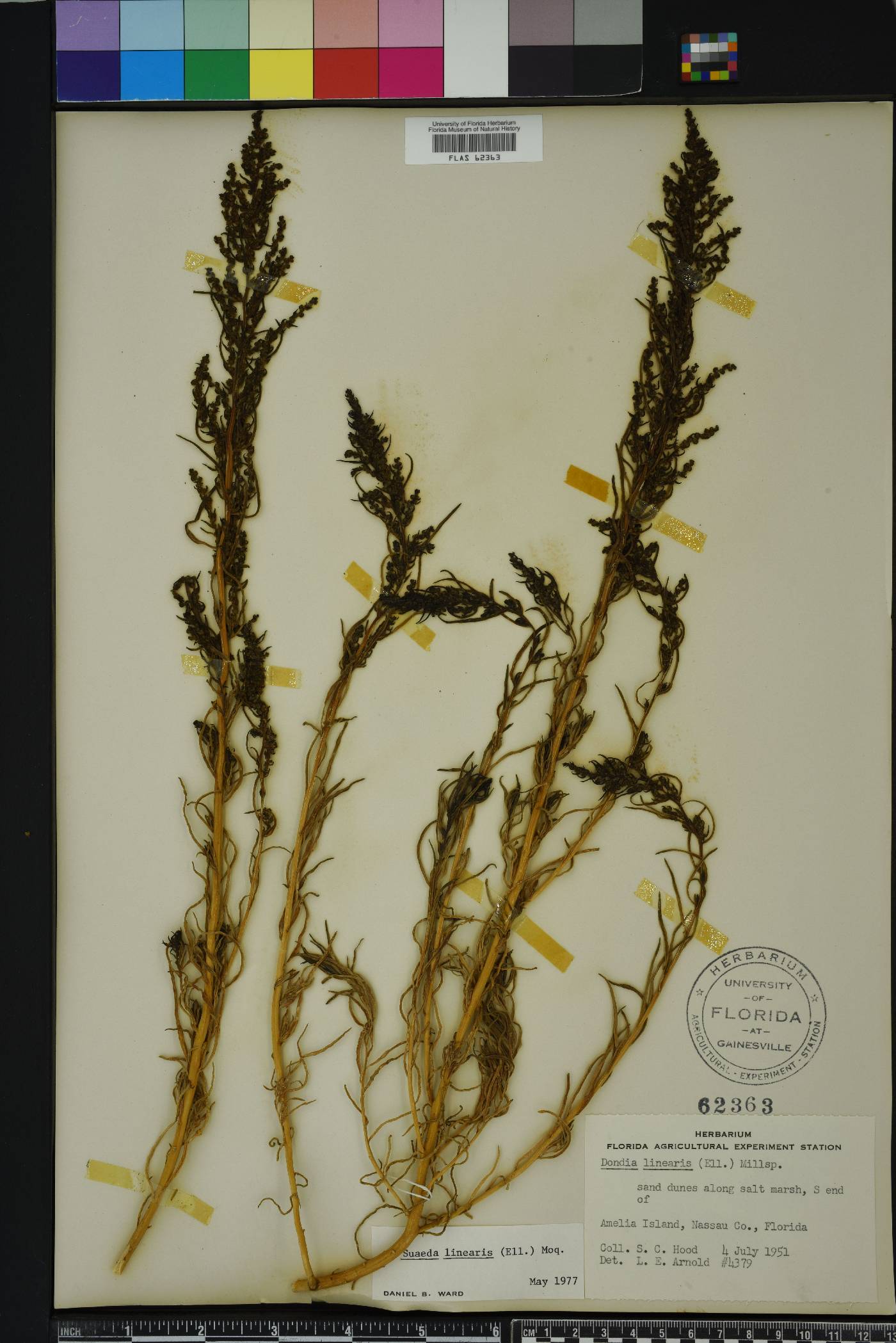 Suaeda linearis image