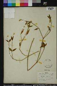 Alternanthera flavescens image