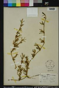 Sesuvium portulacastrum image