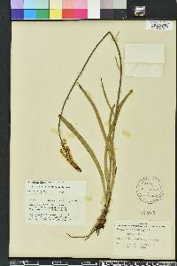 Stenanthium densum image