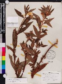 Ludwigia peruviana image