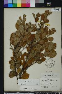 Lyonia fruticosa image