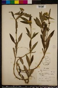 Bidens laevis image