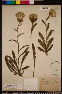 Cirsium horridulum image