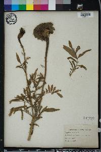 Tagetes erecta image