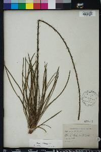 Liatris laevigata image