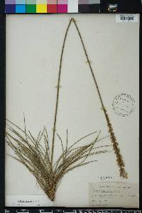 Liatris tenuifolia image