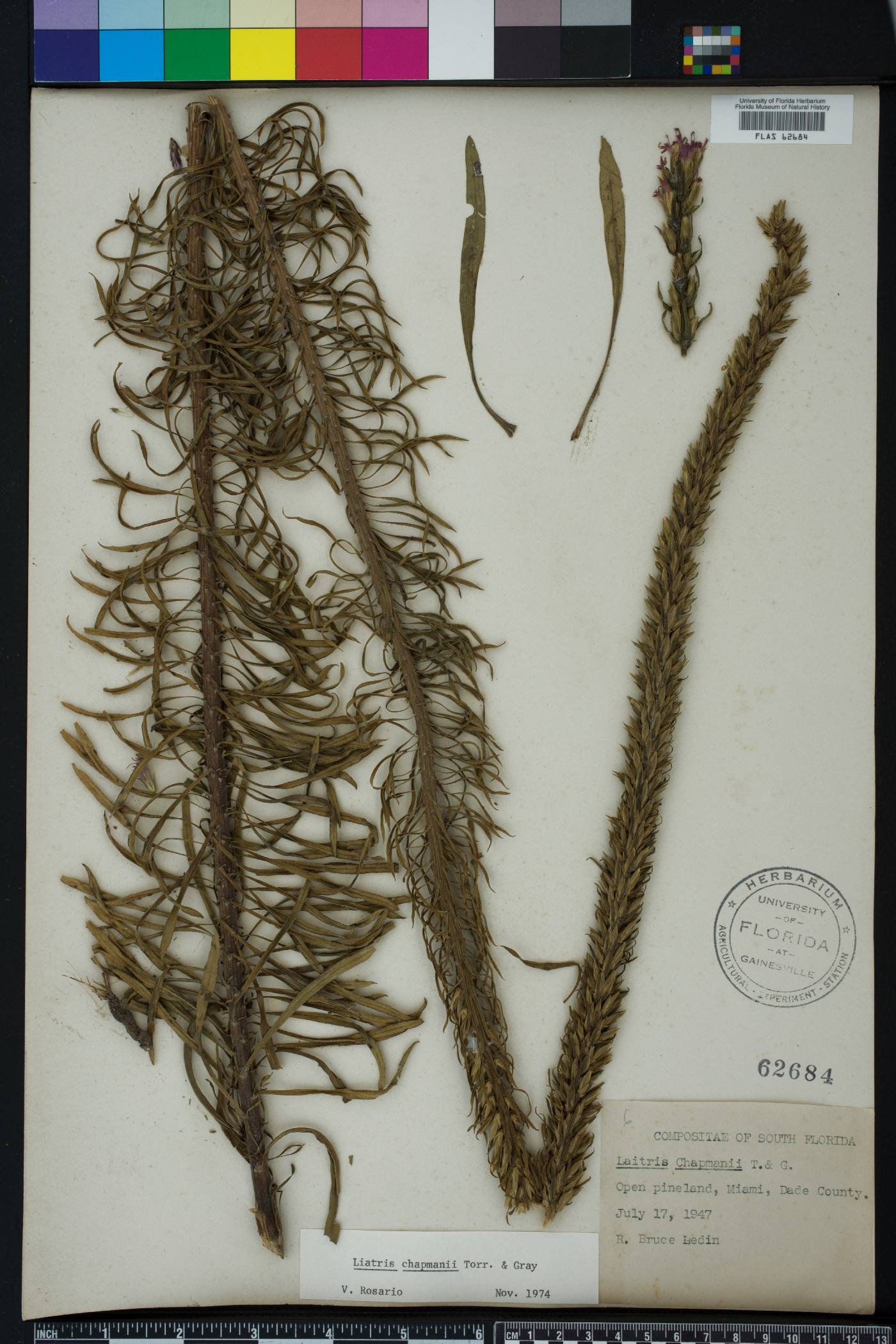 Liatris chapmanii image