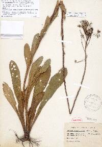 Carphephorus odoratissimus var. subtropicanus image