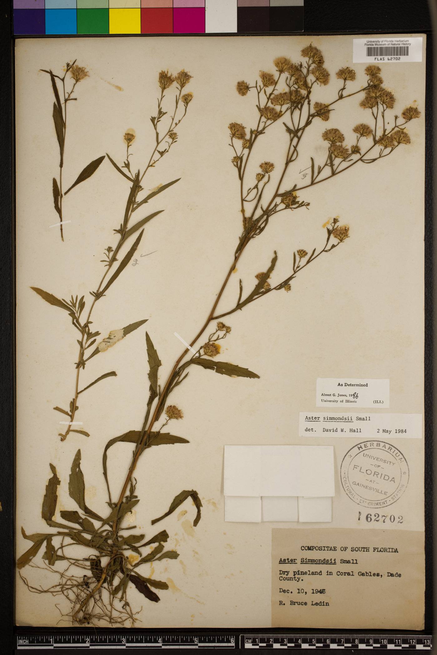 Symphyotrichum simmondsii image